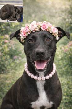 American Staffordshire Terrier and Mixed Breed Dogs Available for Adoption in Houston, Texas - Beatrice  | PetCurious