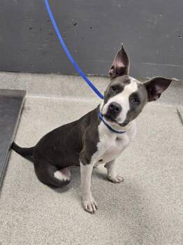 JESSIE -  American Staffordshire Terrier and Mixed Breed Dog for Adoption in Tallahassee, Florida - JESSIE | PetCurious