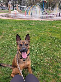 Rescue Mixed Breed Dogs for Adoption in Bend, Oregon - Rosco **Courtesy Listing** | PetCurious