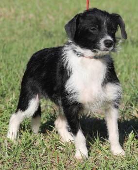 Chihuahua Dogs Available for Adoption in North Fort Myers, Florida - Domino  | PetCurious