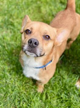 David -  Corgi and Mixed Breed Dog for Adoption in Urbandale, Iowa - David | PetCurious