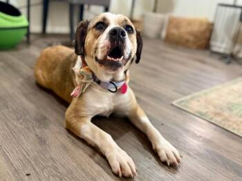 Labrador Retriever and Beagle Dogs Available for Adoption - Lottie Love Bug | PetCurious