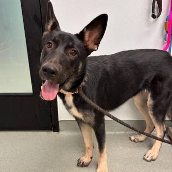 Scout -  Shepherd and Mixed Breed Dog for Adoption in Abilene, Texas - Scout | PetCurious