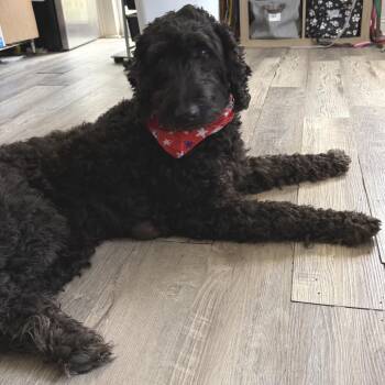 Vivi (Benefactor Dog) -  Poodle and Labrador Retriever Dog for Adoption in New Orleans, Louisiana - Vivi (Benefactor Dog) | PetCurious