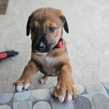 Dover -  Shepherd and Labrador Retriever Dog for Adoption in Boerne, Texas - Dover | PetCurious