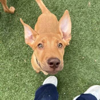 Herbert -  Mixed Breed Dog for Adoption - Herbert | PetCurious