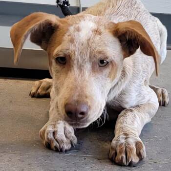 Rusty -  Mixed Breed Dog for Adoption in Las Cruces, New Mexico - Rusty | PetCurious
