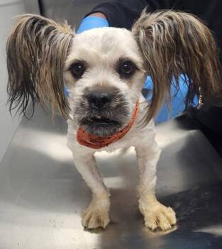 Pen 224 Pecan -  Shih Tzu Dog for Adoption in Lawrenceville, Georgia - Pen 224 Pecan | PetCurious