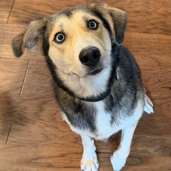 CALLY -  Husky Dog for Adoption in Largo, Florida - CALLY | PetCurious