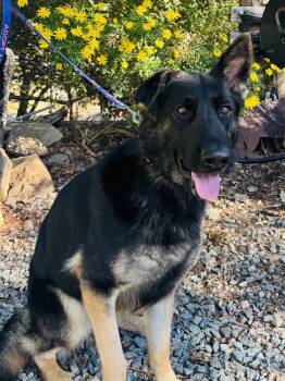 Rescue German Shepherd Dog Dogs for Adoption in Shingle Springs, California - Daisy | PetCurious