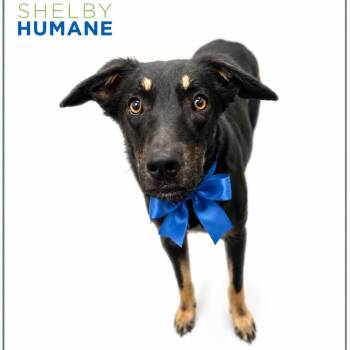 Fritz -  Mixed Breed Dog for Adoption in Columbiana, Alabama - Fritz | PetCurious