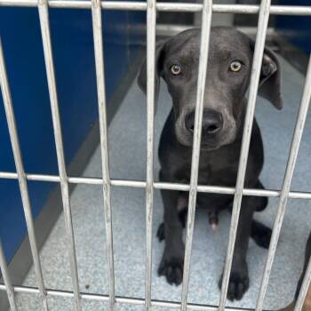 Scout -  Pit Bull Terrier and Doberman Pinscher Dog for Adoption in Hawthorne, California - Scout | PetCurious