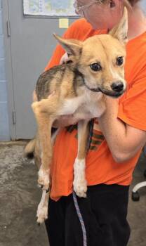 Noodle -  Shepherd Dog for Adoption in Evansville, Indiana - Noodle | PetCurious