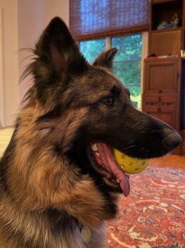 German Shepherd Dog Dogs Available for Adoption in Cupertino, California - Akira | PetCurious