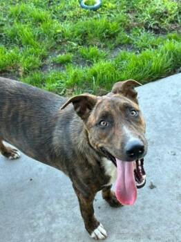 Brynn -  Pit Bull Terrier Dog for Adoption in Manteca, California - Brynn | PetCurious