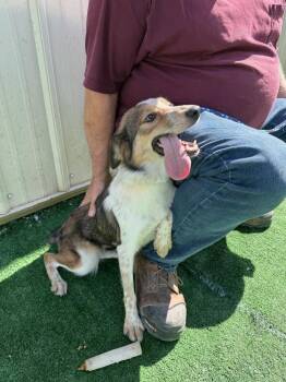 Dorothy -  Australian Shepherd and Collie Dog for Adoption in Waterloo, Illinois - Dorothy | PetCurious