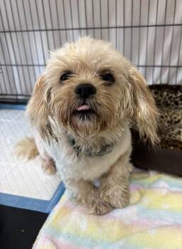 BELLA -  Lhasa Apso Dog for Adoption in Rochester, Indiana - BELLA | PetCurious