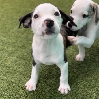 Spooky AKA Ghost -  Pointer and Mixed Breed Dog for Adoption in Loxahatchee Groves, Florida - Spooky AKA Ghost | PetCurious