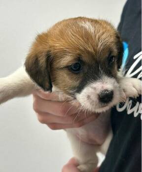 Jack Russell Terrier Dogs Available for Adoption in Thompson Falls, Montana - Chandler | PetCurious