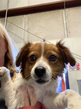 Chihuahua Dogs Available for Adoption in Thousand Oaks, California - Zipper - URGENT AND AT RISK | PetCurious