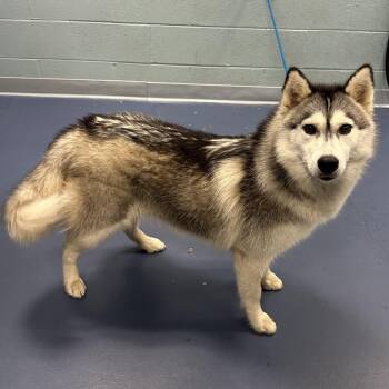 Arctic -  Husky Dog for Adoption in Greensboro, North Carolina - Arctic | PetCurious