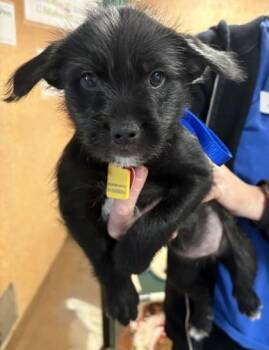 Zuri -  Mixed Breed Dog for Adoption in Stanwood, Washington - Zuri | PetCurious