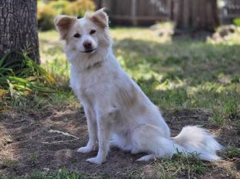 Bellini -  Jindo and Border Collie Dog Available for Adoption in West Hollywood, California - Bellini | PetCurious