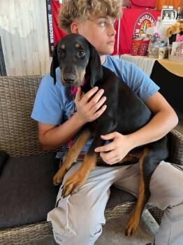Doberman Pinscher Dogs Available for Adoption in Pearland, Texas - Evelyn  | PetCurious