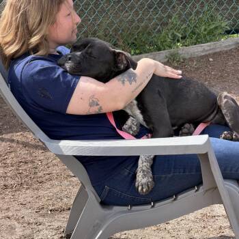 Mixed Breed Dogs Available for Adoption in Newark, New Jersey - Bunny | PetCurious