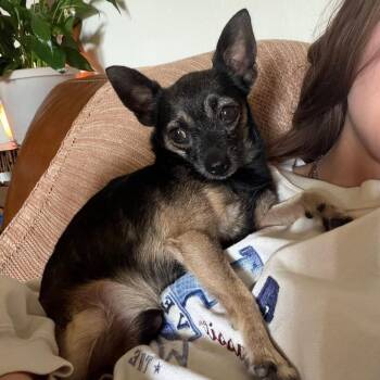 Edgar Walter Jr. -  Chihuahua Dog for Adoption in Allen, Texas - Edgar Walter Jr. | PetCurious