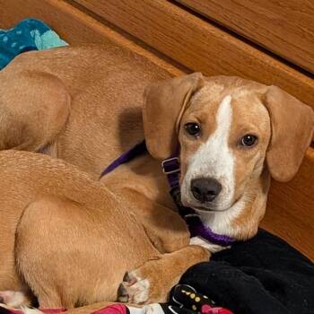 Veronica -  Labrador Retriever and Hound Dog for Adoption in South Elgin, Illinois - Veronica | PetCurious