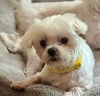 Rescue Maltese Dogs for Adoption in Springfield, Virginia - Cooper | PetCurious