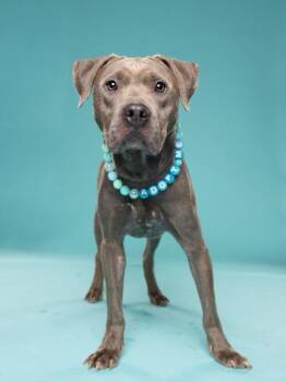SMOKE -  Pit Bull Terrier and Mixed Breed Dog for Adoption in Atlanta, Georgia - SMOKE | PetCurious