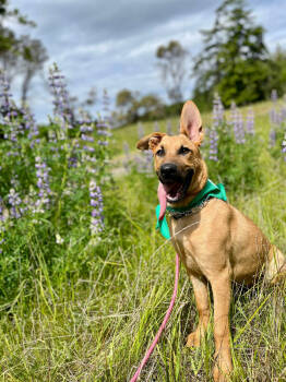 Rescue German Shepherd Dog Dogs for Adoption in Seattle, Washington - Everly | PetCurious