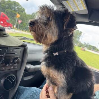 Squirt -  Yorkshire Terrier and Mixed Breed Dog for Adoption in Peachtree City, Georgia - Squirt | PetCurious