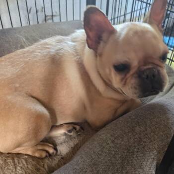 French Bulldog Dogs Available for Adoption in Zaleski, Ohio - Fiona | PetCurious