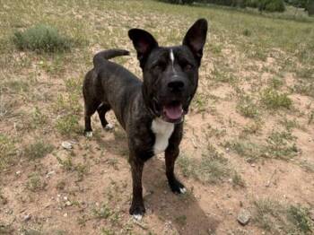 Rescue Mixed Breed Dogs for Adoption in Santa Fe, New Mexico - ACE | PetCurious