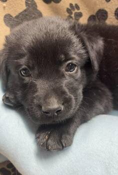 Bean -  Labrador Retriever Dog for Adoption in Huntingtown, Maryland - Bean | PetCurious