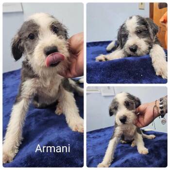 Armani -  Terrier Dog for Adoption in Baton Rouge, Louisiana - Armani | PetCurious