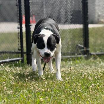Ace Ventura -  American Bulldog Dog for Adoption in York, Pennsylvania - Ace Ventura | PetCurious