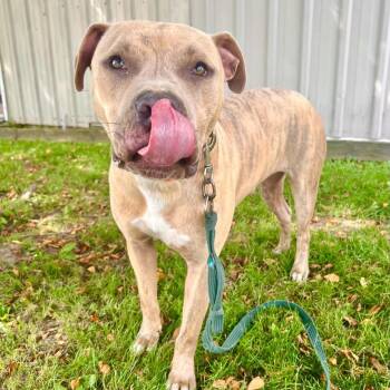 Dwayne the Bark Johnson -  American Staffordshire Terrier Dog for Adoption in Williston, Vermont - Dwayne The Bark Johnson | PetCurious