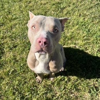 Mixed Breed Dogs Available for Adoption in Spokane, Washington - Piglet | PetCurious
