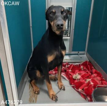 A476279 -  Doberman Pinscher Dog for Adoption in Oklahoma City, Oklahoma - A476279 | PetCurious