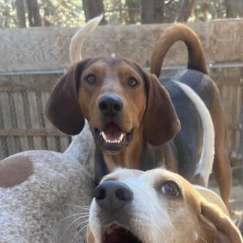 Hound and Mixed Breed Dogs Available for Adoption - Clancy | PetCurious