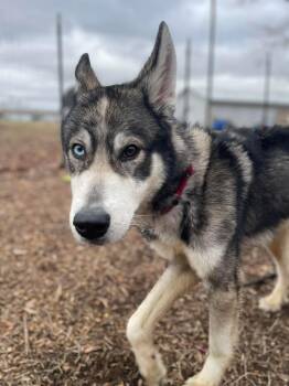 Husky Dogs Available for Adoption - Balto - At Shelter Available 3/6 | PetCurious
