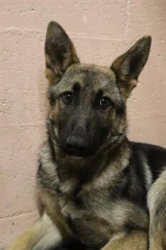 Mixed Breed Dogs Available for Adoption in Columbia, South Carolina - HERCULES | PetCurious