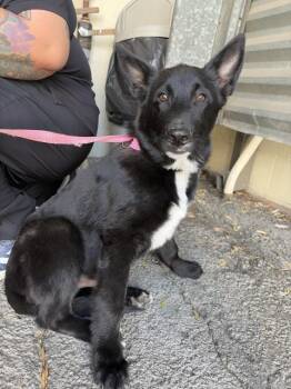 Australian Shepherd and Mixed Breed Dogs Available for Adoption in San Bernardino, California - QUINN | PetCurious