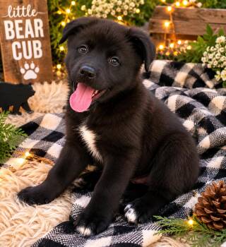 BEAR -  Black Labrador Retriever Dog for Adoption in Los Angeles, California - BEAR | PetCurious