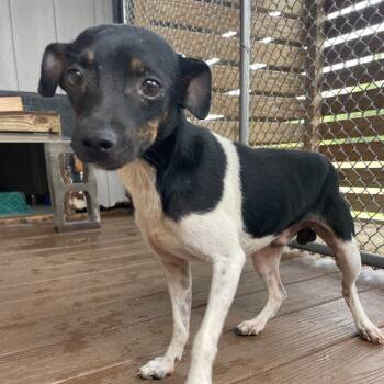 Romaine -  Terrier Dog for Adoption in Freeport, Florida - Romaine | PetCurious
