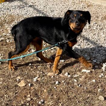 Rottweiler and Australian Shepherd Dogs Available for Adoption - Luna (JA26-137) | PetCurious